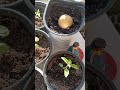 Growing apples from seed, avocado, strawberry/zone9b