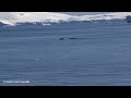 CUVERVILLE ISLAND TRAVEL | 4K ANTARCTICA | NATURE IN 4K  #4knature #antarctica #naturein4k #viral