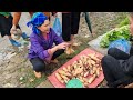 Harvest bamboo shoots bring them to the market to sell. My Daily Life | Triệu Thị Dất