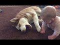 Siberian Husky and Baby Playing Together