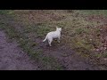 Lonely Little White Dog