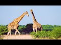 Wild Animals (4K UHD) - Relaxing Music Along With Beautiful Wildlife Videos - 4K Video Ultra HD