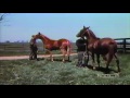 Man O'War in Kentucky (1938)