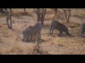 Warthogs