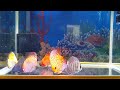 Discus from Aqua Discus