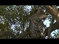 lazy leopard @ Maasai Mara