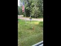 Talented cat catches squirrel.