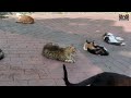 The Cutest Sleeping Cats You Won't Get Enough of Watching. #catmeow , #catfood , #happycats,  #cat,