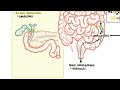 Approach to Jaundice - types and causes of hyperbilirubinemia, investigations