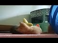 MY KITTENS DAILY ROUTINE #cutecats #kitten #cute