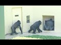 Silverback shows strength to female gorilla｜Shabani Group