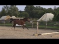 Aragon FMB | 2013 Oldenburg Colt - Yearling