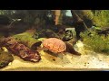 Turtle Tank Update   January 2015