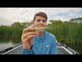 Learn To Fish Topwater Lures In 2024! (Success Guaranteed)