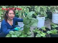 [English Sub] Thu hoạch trái cây trồng trong chậu, hái rau sau vườn|Harvesting fruits in pots