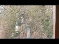 Blue tits and great tits at the bird feeders.