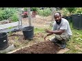 Harvesting Potatoes From the Container Garden