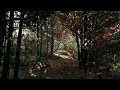 DJI Mini 3 pro - cinematic forest flying