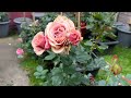 Roses in my garden. Rose garden tour. Healthy roses in pots. Mass of blooms. Beautiful roses. AUG 23