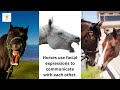 24 Interesting and Amazing Fun Facts About Animals Part1| Amazing fun facts| updated and weird facts