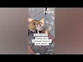 Funniest Animals 😄 New Funny Cats and Dogs Videos 😹🐶 #154