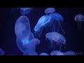Jelly Fish Scene from the DVD 