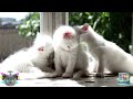 Kiditor - Cute and funny kitten video 🐈😺| Baby Cat😺 | cute kittens | funny kittens video 2022