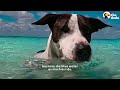 Dog Swims With Her Shark BFF Every Day | The Dodo