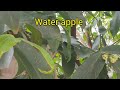 water apples 😜😎