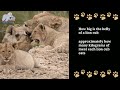 Lion cub's distended belly after eating | they can no longer move to play