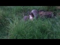 Python vs Hyena 17 minutes video