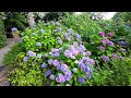 Couleurs variées aux Hortensias du Haut Bois #hortensias #taupont #ploermelcommunaute #ploermel