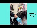 Cavalier king charles spaniel | Funny and Cute dog video compilation in 2022.