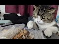 CATS make us LAUGH ALL THE TIME! 😹 Best FUNNY CAT videos 2024