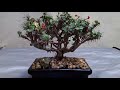 Bonsai Mame - Bonsai de Coroa de Cristo - Euphorbia Milli Mini