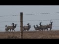 Giant herd of Roosevelt Elk in San Simeon, CA