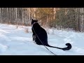 Winter walks of panther Luna & Сo 😸❤️