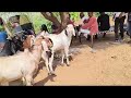 verma goat farm chhattisgarh
