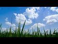 Rice field with blue sky in the background. Time lapse.