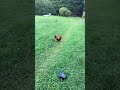 Love children chasing chickens