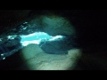 Freediving Ginnie Springs Cavern back to the grate!