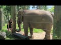 Emily the Elephant plays her Drums at Buttonwood Park Zoo New Bedford Mass