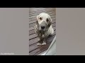 DOGS make us LAUGH ALL THE TIME! 😂 Ultra Funny Animals videos 2024