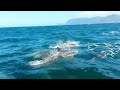 Sailing with Dolphins in False Bay, Cape Town - South Africa