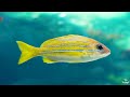 [NEW] STUNNING 4K UNDERWATER WONDERS - Discover The Beauty Of Coral Reef Fish - Relaxing Sounds