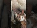 Cow with broken leg, c section, dead calf, live calf nursing