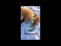 Finnegan Fox CUTE and FUNNY Compilation #2