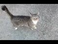 neighborhood cats