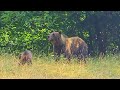 Transfagarasan: Romania's Most Beautiful Road! Balea Lake and Bear Encounters