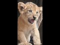 Baby Lion Cute Roaring and Walking!